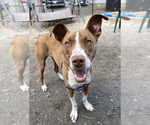 Royal - Male Mutt Dog for Adoption - Photo #15