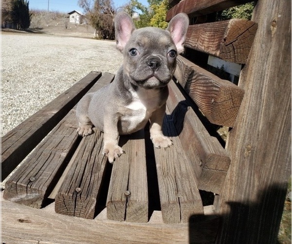 Medium Photo #5 French Bulldog Puppy For Sale in SANTA CLARITA, CA, USA