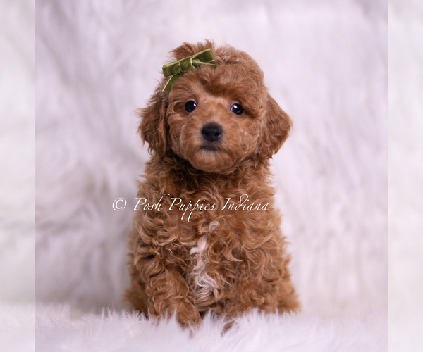Medium Photo #1 Poodle (Miniature) Puppy For Sale in WARSAW, IN, USA