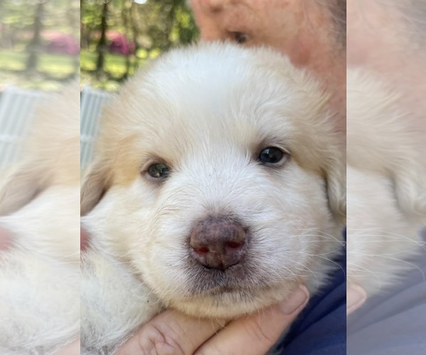 Medium Photo #3 Mutt Puppy For Sale in Holly Springs, NC, USA