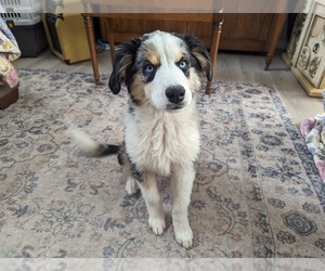 Miniature Australian Shepherd Puppy for sale in COLLEGE PLACE, WA, USA