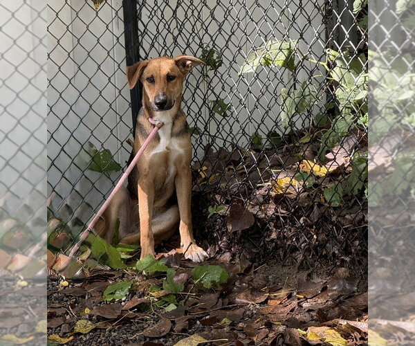 Medium Photo #2 Mutt Puppy For Sale in Elmsford, NY, USA