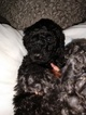 Small Photo #1 Goldendoodle Puppy For Sale in LUCAMA, NC, USA