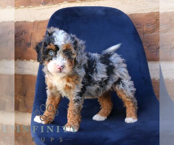 Medium Photo #3 Bernedoodle (Miniature) Puppy For Sale in NARVON, PA, USA