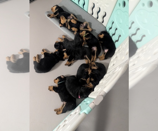 Medium Photo #13 Rottweiler Puppy For Sale in CANDIA, NH, USA