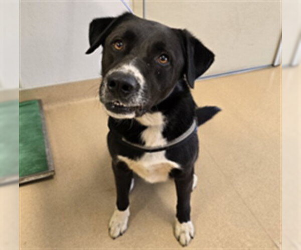 Medium Photo #1 Anatolian Shepherd-Border Collie Mix Puppy For Sale in Placerville, CA, USA