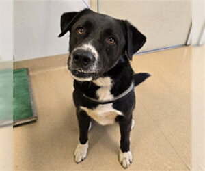 Anatolian Shepherd-Border Collie Mix Dogs for adoption in Placerville, CA, USA