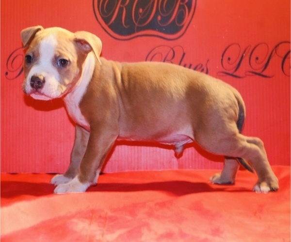 Medium Photo #18 American Bully Puppy For Sale in TRENTON, NJ, USA