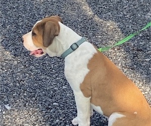 Medium American Bulldog