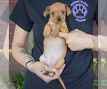 Small #3 Italian Greyhuahua