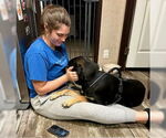 Small #3 Mountain Cur Mix