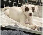 Small #5 Labrador Retriever-Staffordshire Bull Terrier Mix