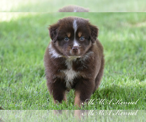 Australian Shepherd Puppy for sale in EASTON, MO, USA