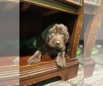 Small Photo #1 Pudel Pointer Puppy For Sale in SIOUX FALLS, SD, USA