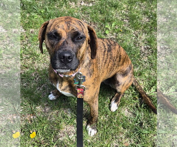 Medium Photo #4 Boxer-Unknown Mix Puppy For Sale in Burnsville, MN, USA