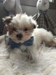 Small Photo #2 Maltese-Yorkinese Mix Puppy For Sale in HONEY BROOK, PA, USA