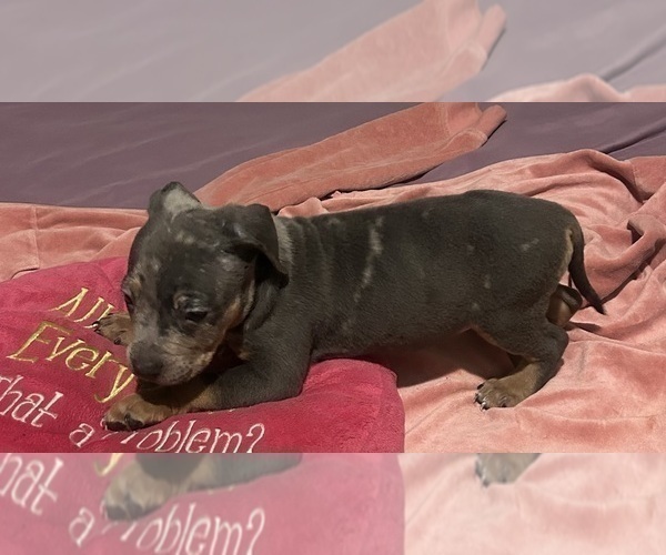 Medium Photo #13 American Bully Puppy For Sale in TRENTON, NJ, USA