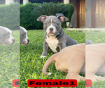 Small #3 American Bully