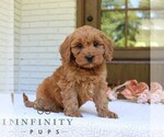 Small #3 Cavapoo (Miniature)