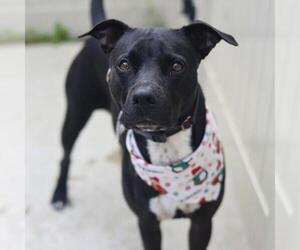 American Staffordshire Terrier-Labrador Retriever Mix Dogs for adoption in San Antonio, TX, USA