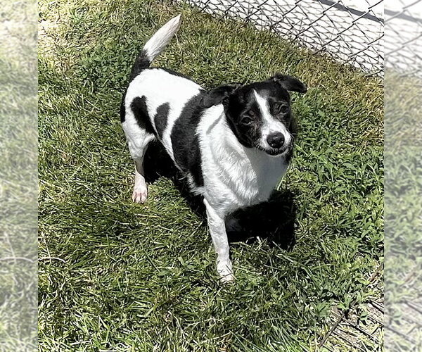 Medium Photo #4 Chihuahua Puppy For Sale in Estherville, IA, USA