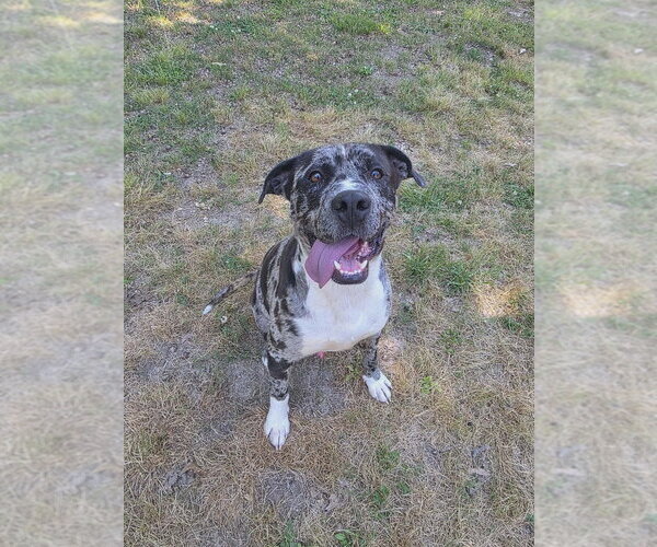 Medium Photo #4 American Pit Bull Terrier-Catahoula Leopard Dog Mix Puppy For Sale in Brewster, NY, USA