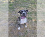 Small #3 American Pit Bull Terrier-Catahoula Leopard Dog Mix