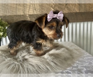 Yorkshire Terrier Puppy for sale in NAPPANEE, IN, USA