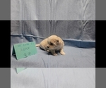 Small Photo #5 Maltipoo Puppy For Sale in BROOKFIELD, MO, USA