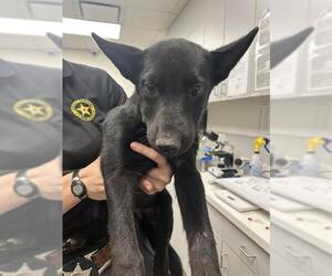 Border Collie-Unknown Mix Dogs for adoption in Rosenberg, TX, USA