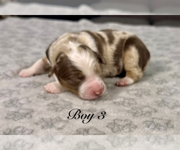 Medium Photo #1 Australian Shepherd Puppy For Sale in SALISBURY, NC, USA