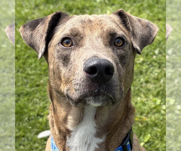 Medium Photo #1 Catahoula Leopard Dog-Unknown Mix Puppy For Sale in Jefferson, WI, USA