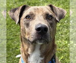 Small Catahoula Leopard Dog Mix