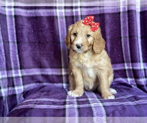 Goldendoodle Puppy for sale in LAKELAND, FL, USA