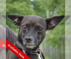 Italian Greyhuahua Dogs for adoption in Huntley, IL, USA