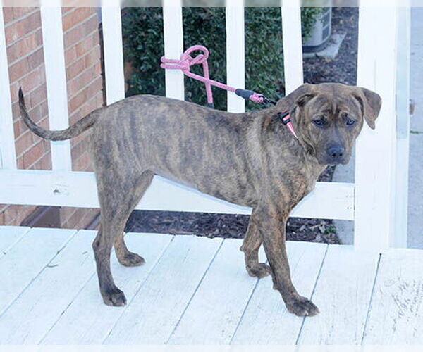 Medium Photo #6 Retriever -Unknown Mix Puppy For Sale in Lake Wylie, SC, USA