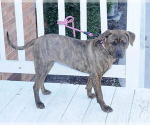 Fudge - Female Retriever -Unknown Mix Dog for Adoption - Photo #6