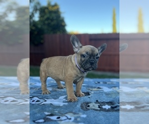 French Bulldog Puppy for sale in SACRAMENTO, CA, USA