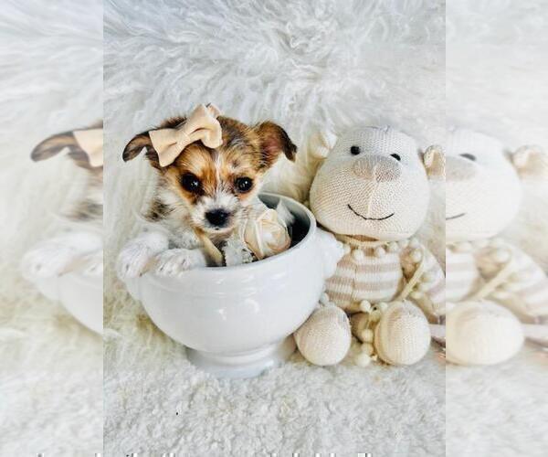 Medium Photo #17 Chihuahua Puppy For Sale in THONOTOSASSA, FL, USA