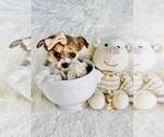 Small #16 Chihuahua