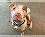 STUART - Male Catahoula Leopard Dog-Unknown Mix Dog for Adoption - Small photo