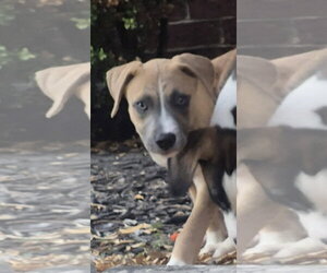 Mutt Dogs for adoption in The Woodlands, TX, USA