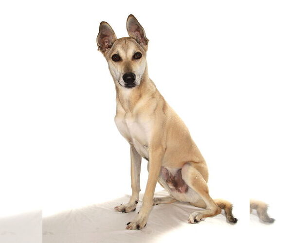 Medium Photo #5 Greyhound-Unknown Mix Puppy For Sale in Oakland Park, FL, USA