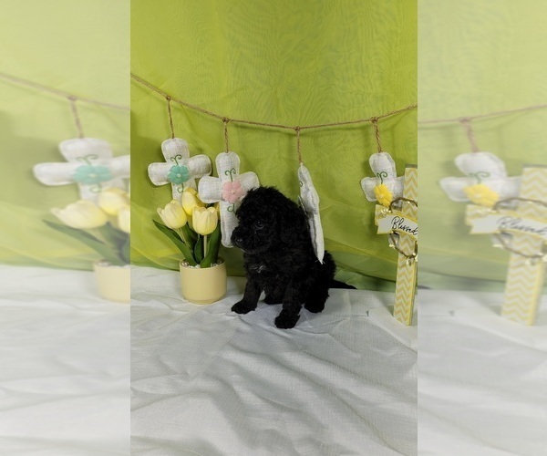 Medium Photo #3 Bernedoodle (Miniature) Puppy For Sale in BLACK FOREST, CO, USA