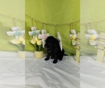 Small Photo #22 Bernedoodle (Miniature) Puppy For Sale in BLACK FOREST, CO, USA