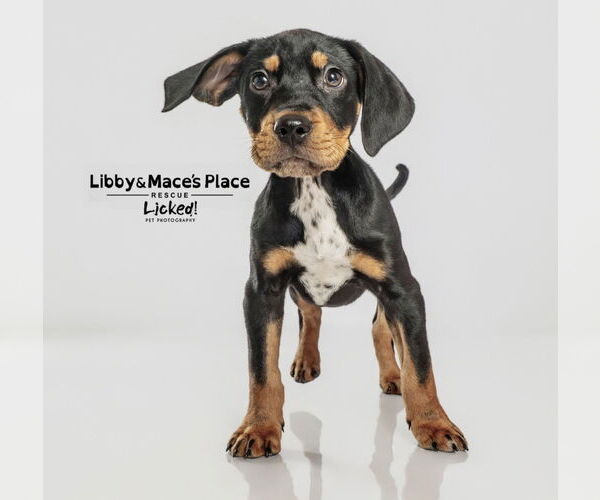 Medium Photo #2 Mutt Puppy For Sale in Mount Pleasant, SC, USA