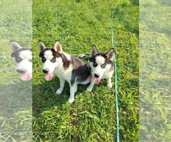 Medium Photo #5 Siberian Husky Puppy For Sale in HOPKINSVILLE/PRINCETON, KY, NH, USA
