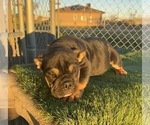 Small #28 English Bulldog