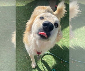 Bingo - Male Great Pyrenees-Unknown Mix Dog for Adoption - Photo #3