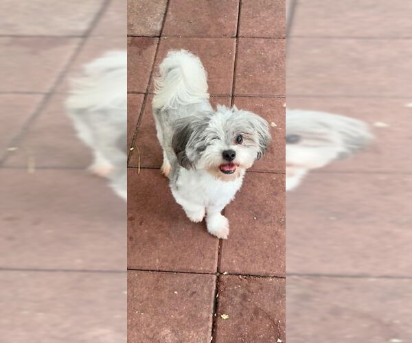 Medium Photo #9 Shih Tzu Puppy For Sale in Weston, FL, USA